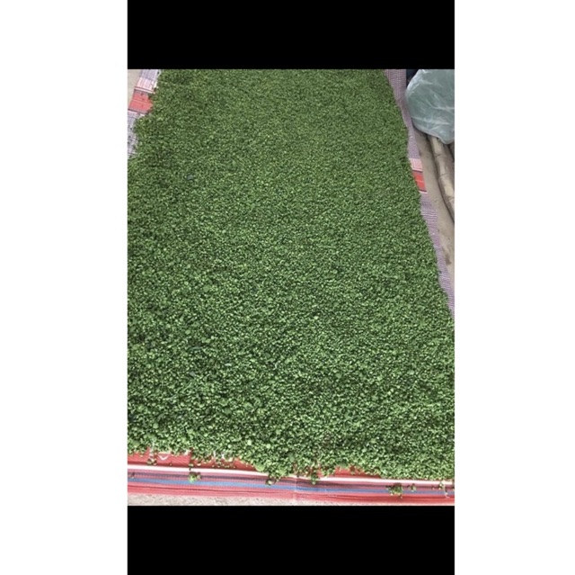 [Mã 267FMCGSALE giảm 8% đơn 500K] Nụ hoa tam thất Hà Giang 1kg nụ tam thất khô, thơm hàng chuẩn- Dược Liệu Quý | BigBuy360 - bigbuy360.vn