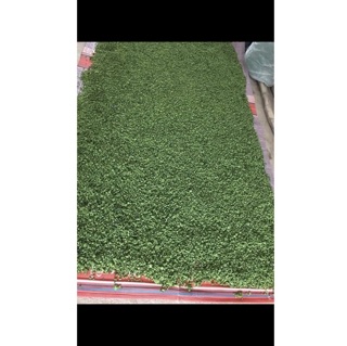 Nụ tam thất 1kg
