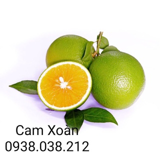 CÂY GIỐNG CAM XOÀN