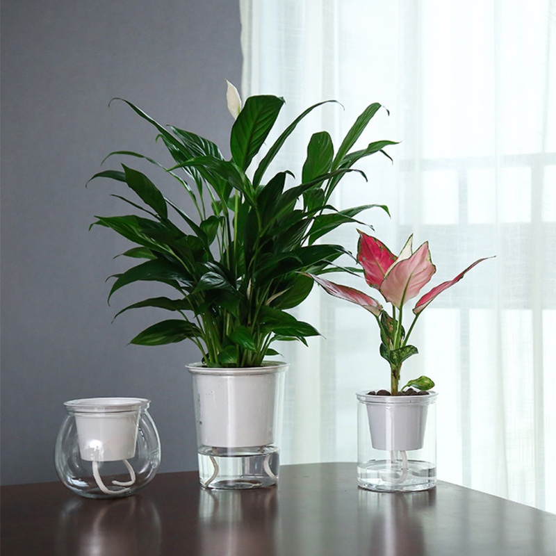 Chậu Trồng Cây Tự Động Bằng Nhựa Trong Suốt Thấm Hút Nước