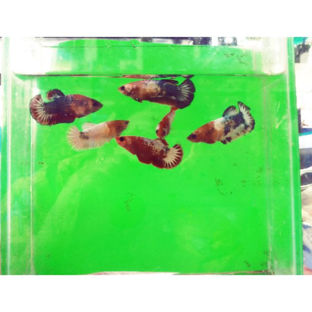Betta  food