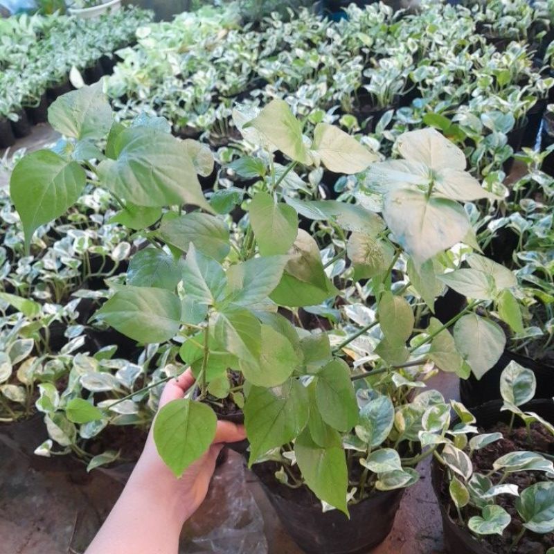 Bù ngót nhật. 10 cây