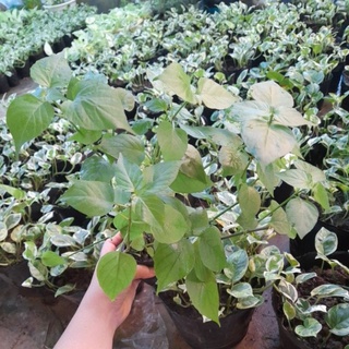 bù ngót nhật. 10 cây