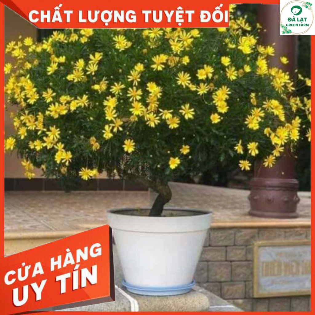 💥100H_HẠT GIỐNG HOA CÚC THÂN GỖ (NẢY MẦM SIÊU CHUẨN)💥