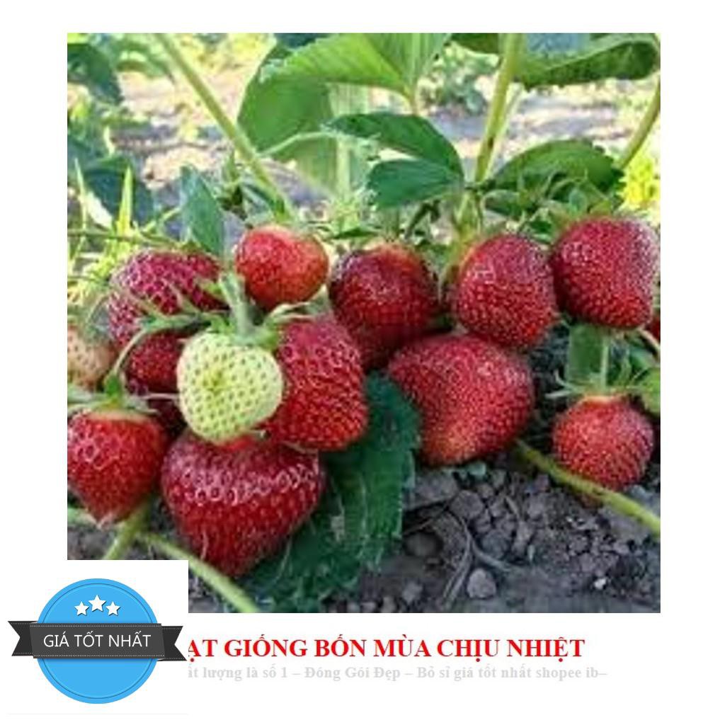 Hạt giống Dâu tây Nhật quả TO, siêu ngọt