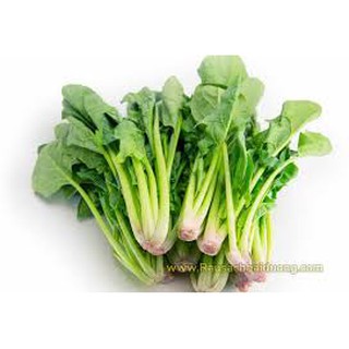 HẠT GIỐNG CẢI BÓ XÔI
