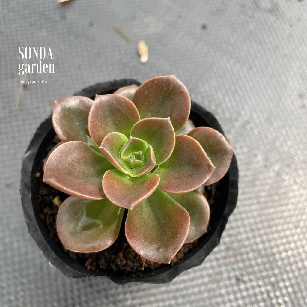 Sen đá nhật nguyệt SONDA GARDEN size bé 5-6cm, xuất xứ Đà Lạt, khoẻ đẹp, lỗi 1 đổi 1