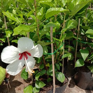 Cây 🌲 Bụp thái trắng đang hoa
