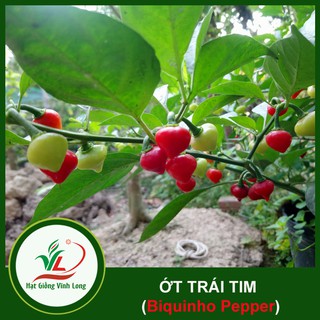 Hạt giống Ớt trái tim (hạt tự thu) - 15 hạt