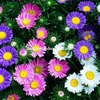 50H - hoa thạch thảo mix