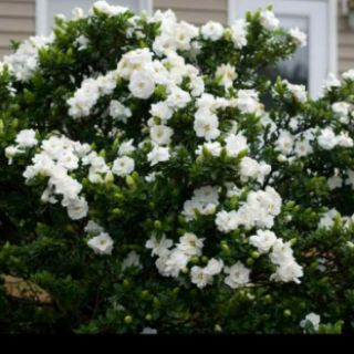 Cây giống bạch thiên hương hoa thơm nức