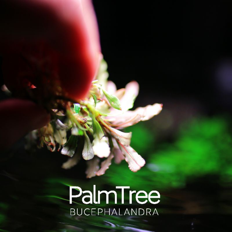 Palmtree | cây thủy sinh lá dài | hàng ngọn | lá cạn