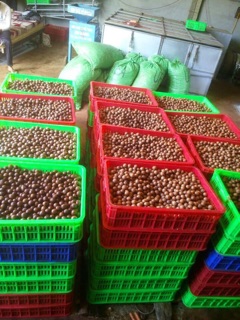 Hạt mắc ca tách nứt Đắc Lắk tặng kèm đồ khui
