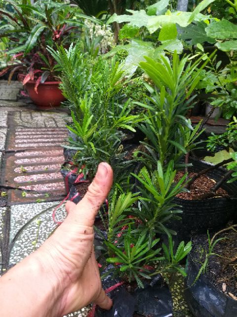 Tùng Vạn Niên con