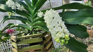 Ngọc điểm lá mít  đủ màu