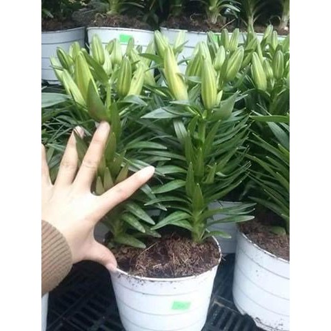 Chậu ly lùn bầu đất sẵn nụ - một chậu 3 cây gồm 15-20 bông