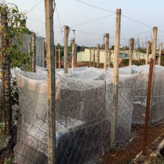 Lồng nuôi cào cào 3x2x2