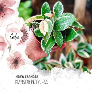 Cây Hoya carnosa Krimson Princess (Tam Sắc Cầu Lan)