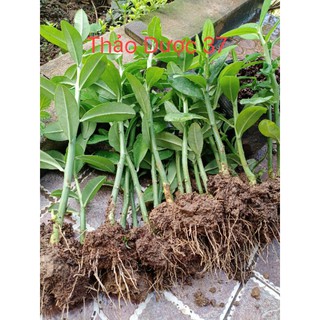 3 cây thạch anh cả gốc rễ