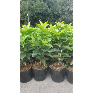mỹ hồng 1 cốt