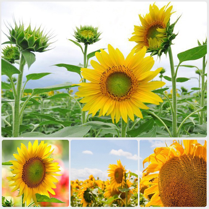 Hạt Giống Hoa Hướng Dương Cao