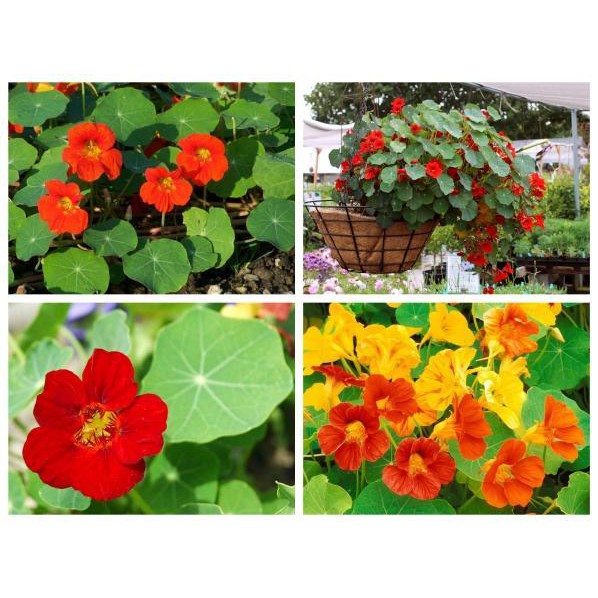 Hạt giống hoa sen cạn mix nhiều màu 30 hạt