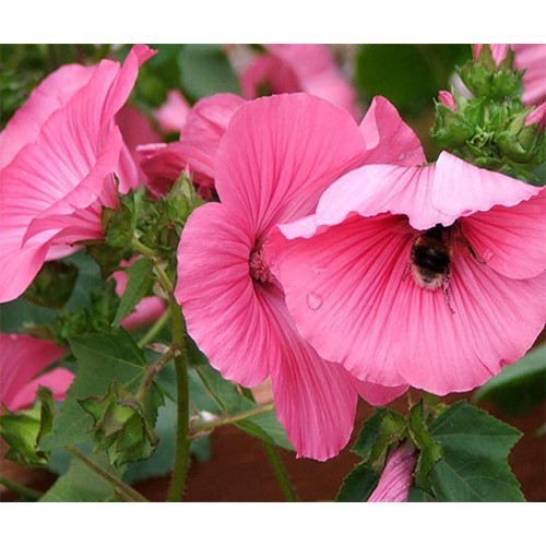 Hạt giống Hoa Cẩm Quỳ màu Hồng - Gói 0,5 gram