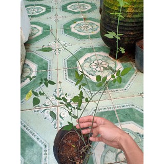 Cây hồng cổ Huế chuẩn (cây nhi đồng)