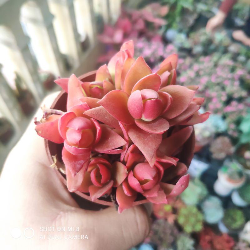 Sen đá tứ phương