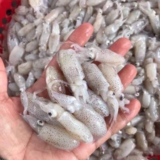 [ship hoả tốc HCM] 1KG MỰC SỮA MINI