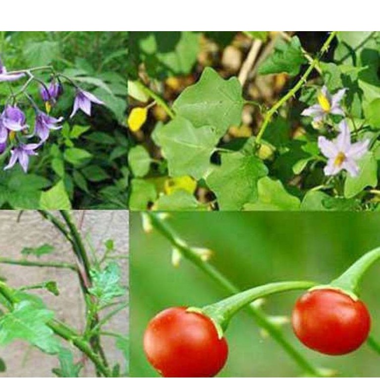 Hạt giống cây cà gai leo 50 hạt - cây thuốc ĐiềuTrị Bệnh Gan, Viêm Gan B, Hạ Men Gan. - HGT