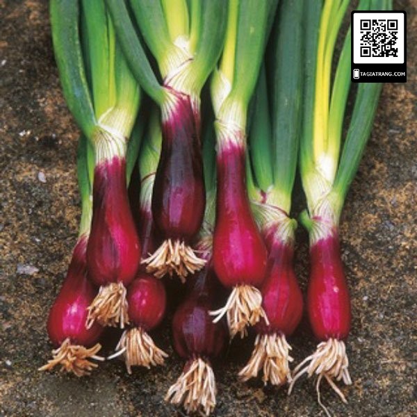 Hạt giống hành lá gốc tím