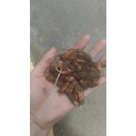 😍😍7 củ hoa chơi bộ lá màu Tím😘😘 Đẹp Lạ lâu năm🥰🥰 siêu dễ trồng