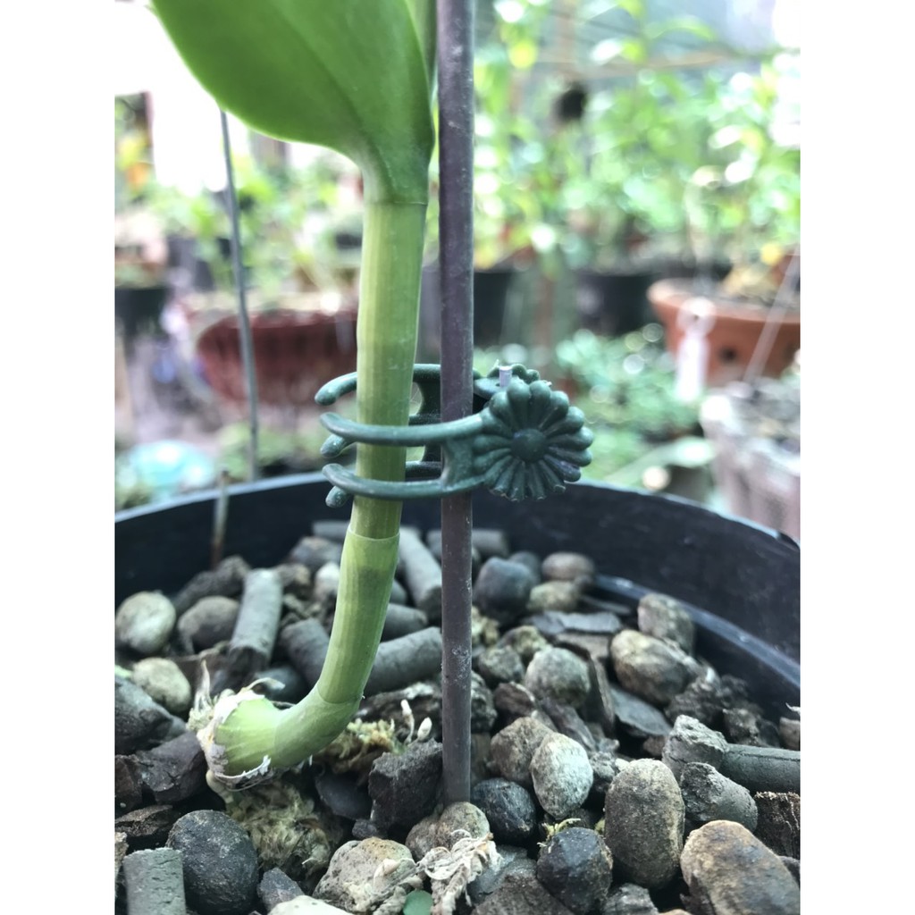 100 kẹp bướm dùng cố định hoa lan phi điệp