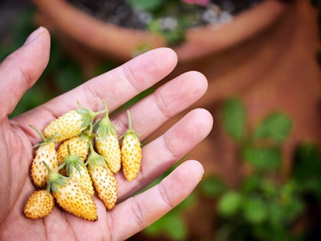 Hạt giống dâu tây vàng 30 hạt