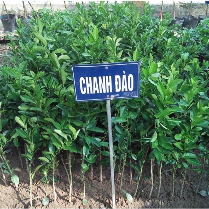 Cây giống chanh đào cho quả rất thơm, mọng nước, ruột hồng.