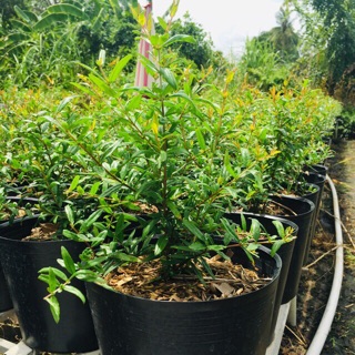 Cây lựu đỏ Ấn Độ cao sản - 1 chậu
