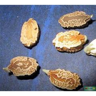 Hạt giống Mướp đắng