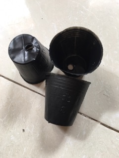 Bầu ươm cây size nhỏ 8-8(1kg)