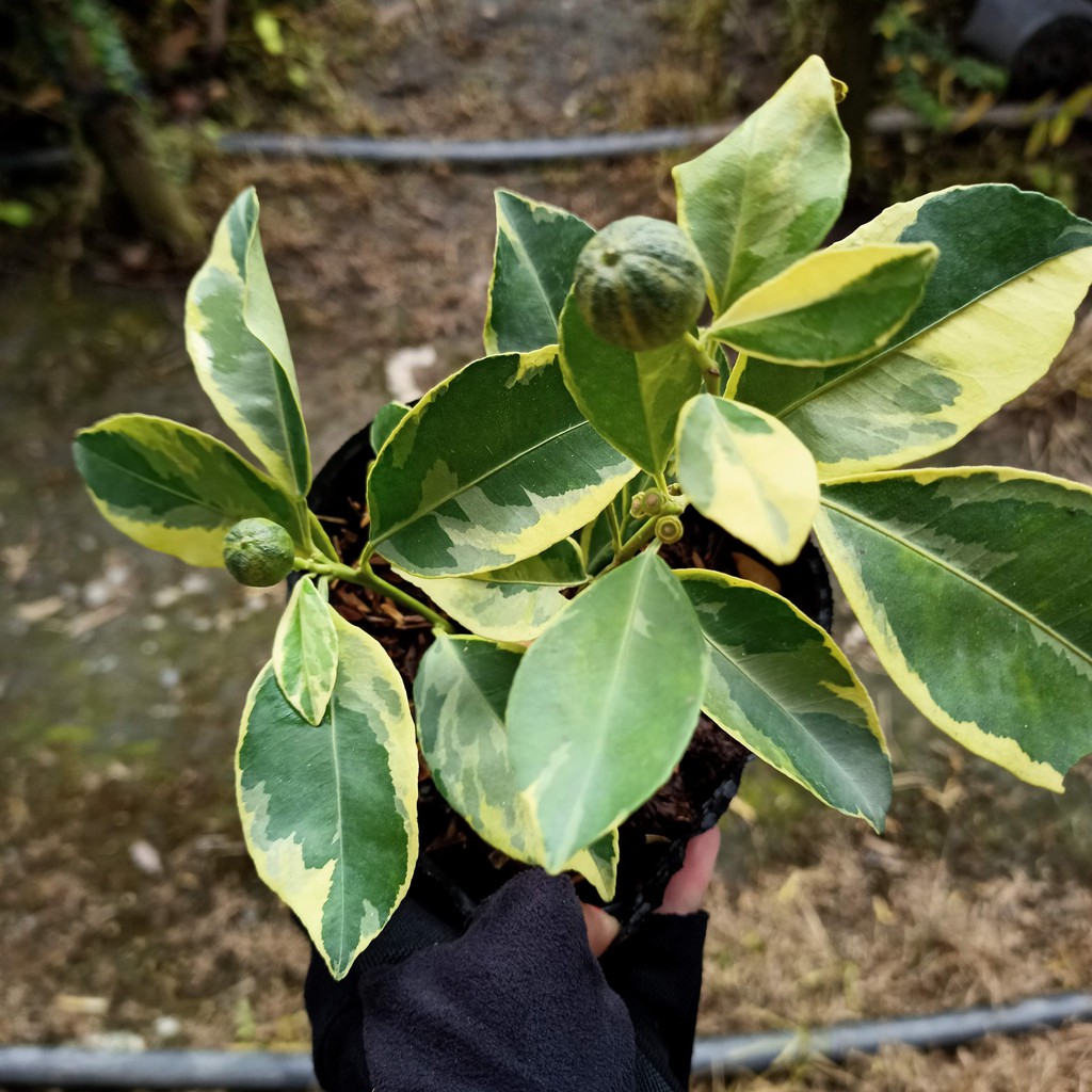 Cây tắc var  mini , hạnh var đang cho hoa và quả - Summer Garden