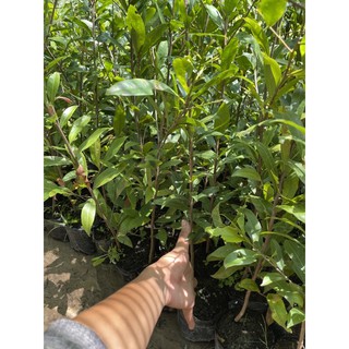 2 cây mai cúc bi ( cây giống )