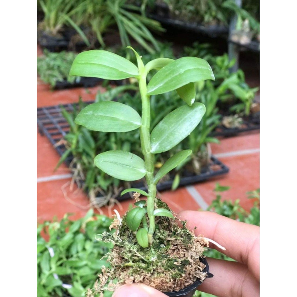 Cốc phi điệp 5 cánh trắng BẠCH TUYẾT (5ct)- hàng CẤY MÔ - hoa TÙY DUYÊN - hoa siêu đẹp