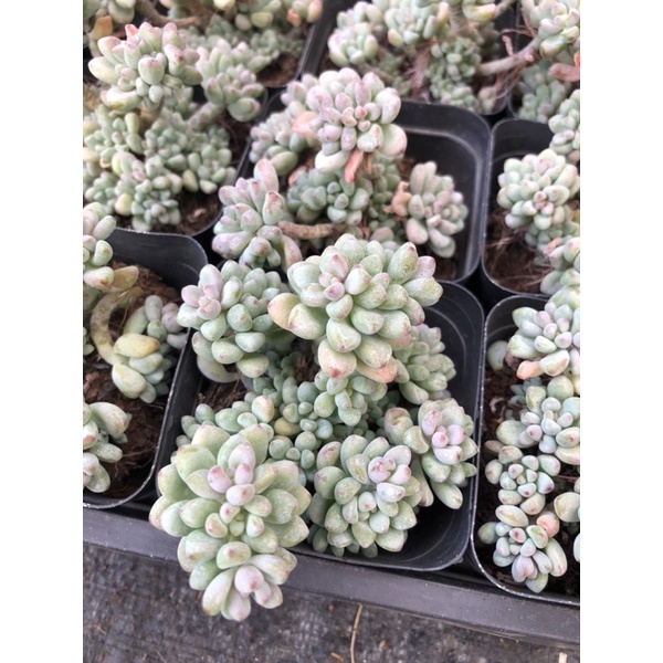 Sen Đá Trứng Cá Size Chậu 7cm Hư 1 Đổi 1