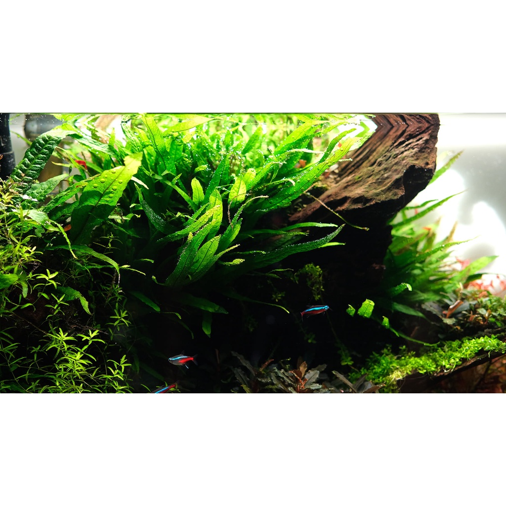 Cây Dương Xỉ  thủy sinh - cây thủy sinh dễ trồng không co2