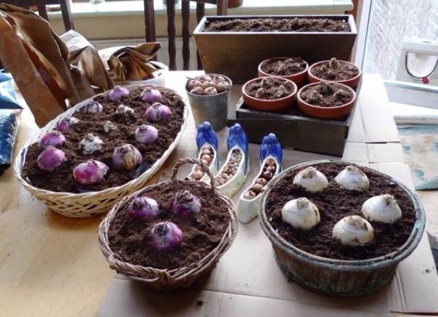 Củ hoa tiên ông hà lan