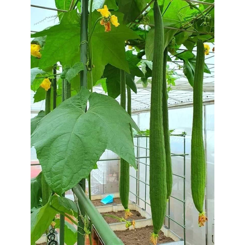 [Seeds] Hạt giống mướp hương xanh trái dài lai f1 Rado, đóng gói 1gr (khoảng 10 hạt)