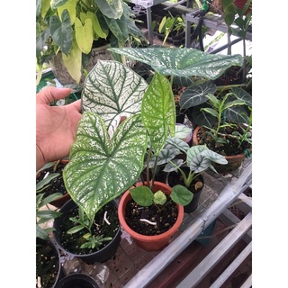 caladium White Christmas( môn tuyết giáng sinh) chậu to