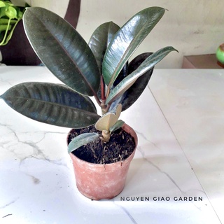 Cây đa búp đỏ trang trí sân vườn, tiểu cảnh, bàn làm việc, dễ chăm sóc