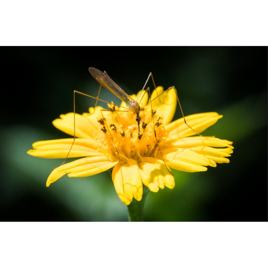 Ống kính máy ảnh Asanuma 21mm f3.8 MF Ngàm Nikon F   17472