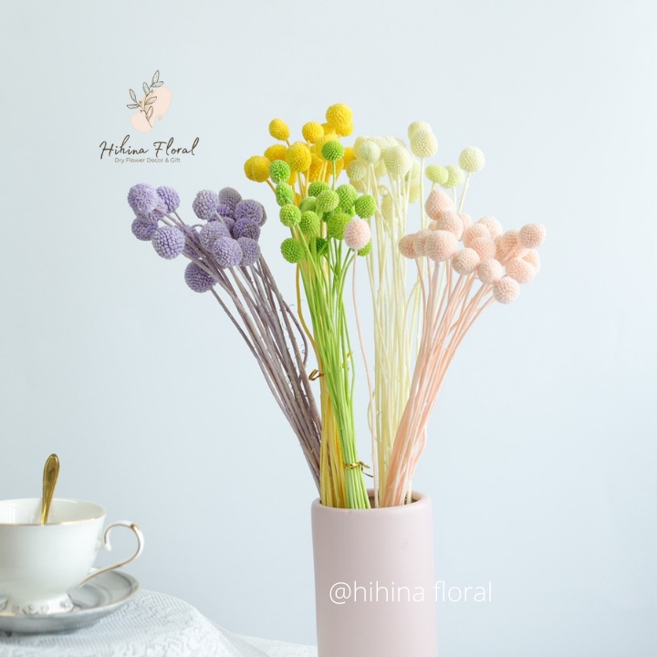 Hoa Khô Billy Ball Cúc Nút Áo Khô Decor Trang Trí, Chụp Ảnh Sản Phẩm